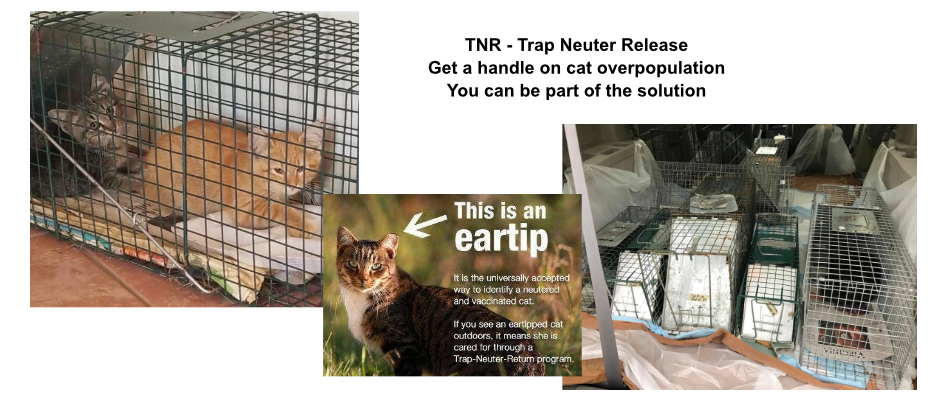 Notes from the ASCMV: Humane trapping and safety around cats